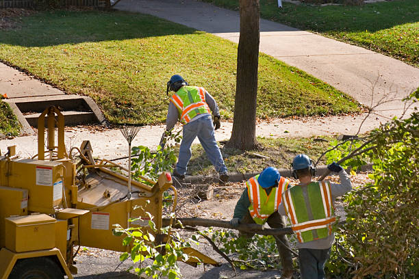 Best Commercial Tree Removal  in Ilchester, MD